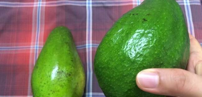 酪梨選購方法