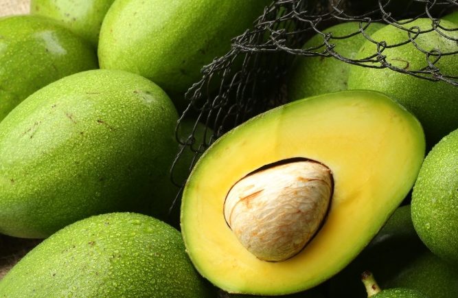 酪梨營養視力改善