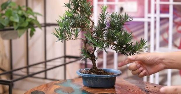 罗汉松种植技巧