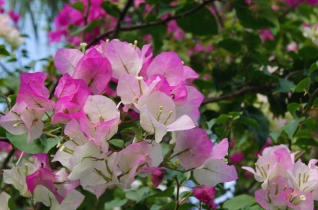 九重葛花期管理