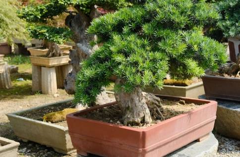 罗汉松嫁接步骤