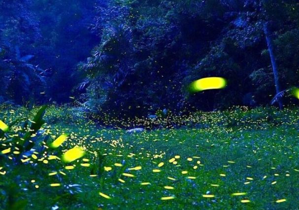 螢火蟲觀賞地點