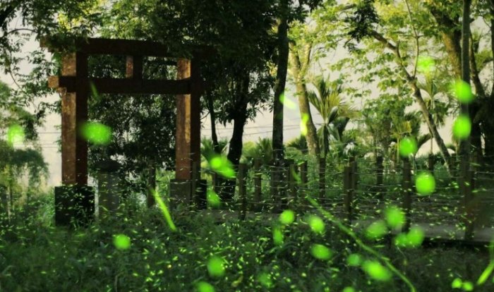 那瑪夏螢火蟲季節