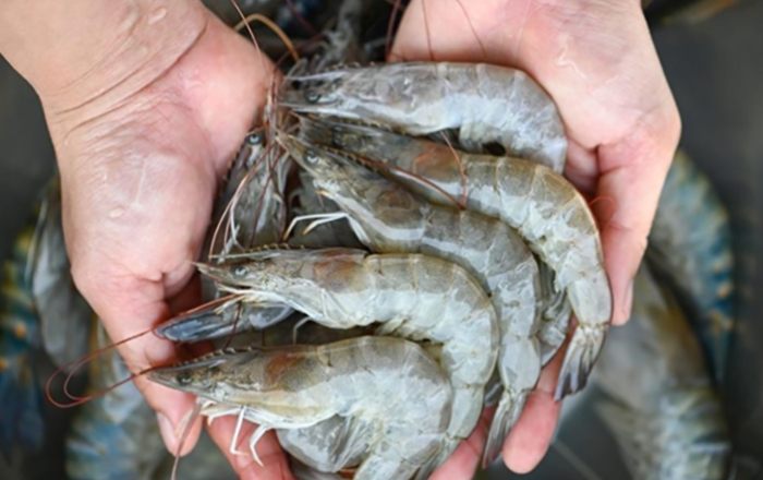 冷凍蝦購買指南