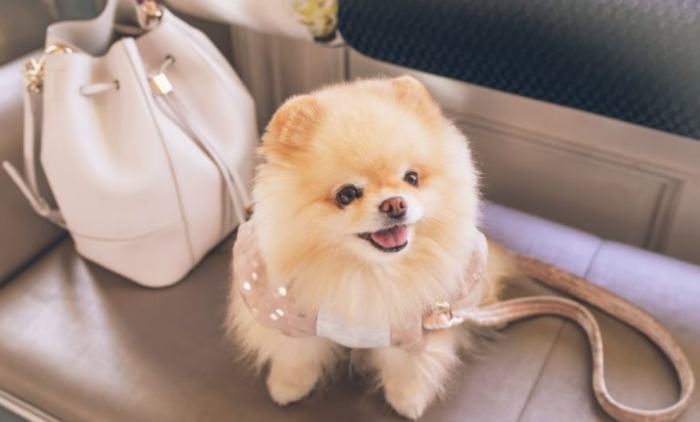 台中寵物友善酒店