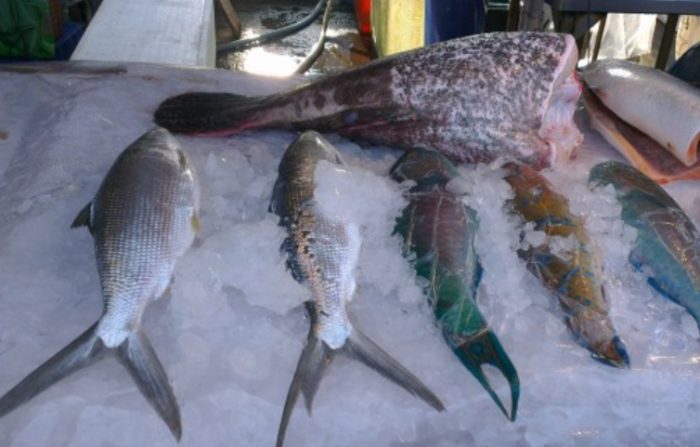 冷凍海鮮保存期限