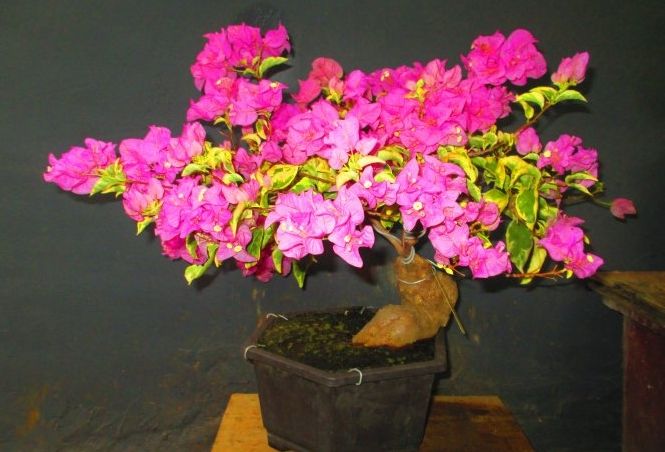 九重葛種植方法