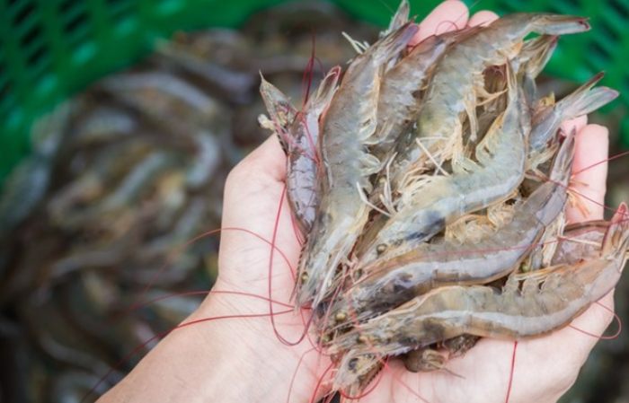 冷凍蝦怎麼挑最新