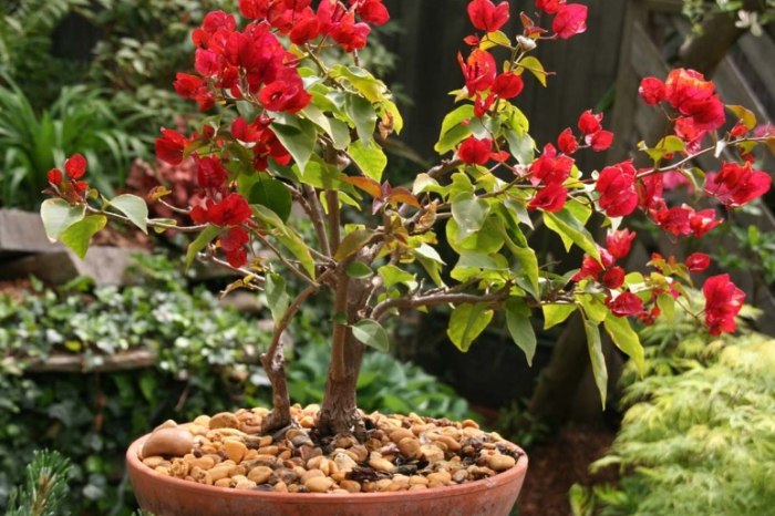 九重葛種植方法