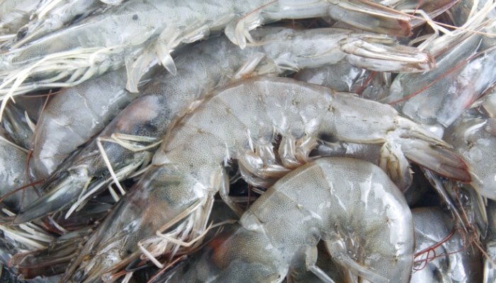冷凍蝦挑選技巧
