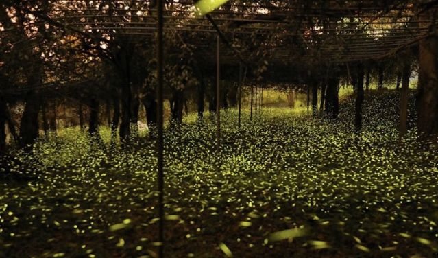 那瑪夏螢火蟲步道