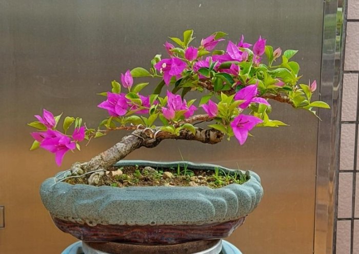 九重葛種植方法