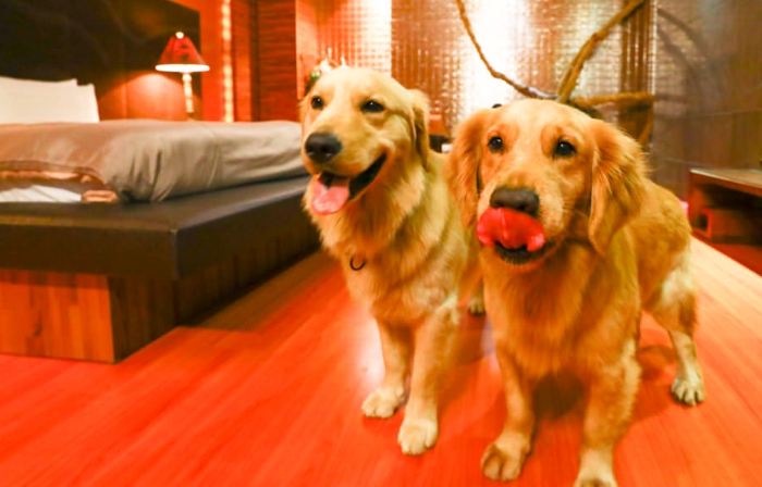 寵物友善住宿台中