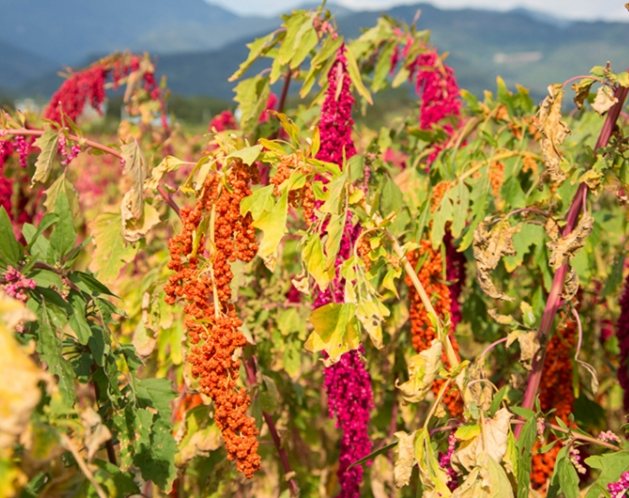 台灣紅藜 台灣紅藜