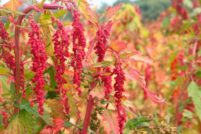 紅藜營養價值 紅藜營養價值