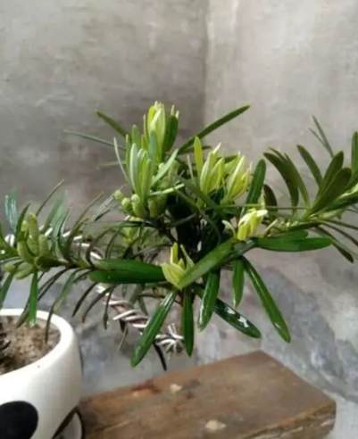 羅漢松品種比較