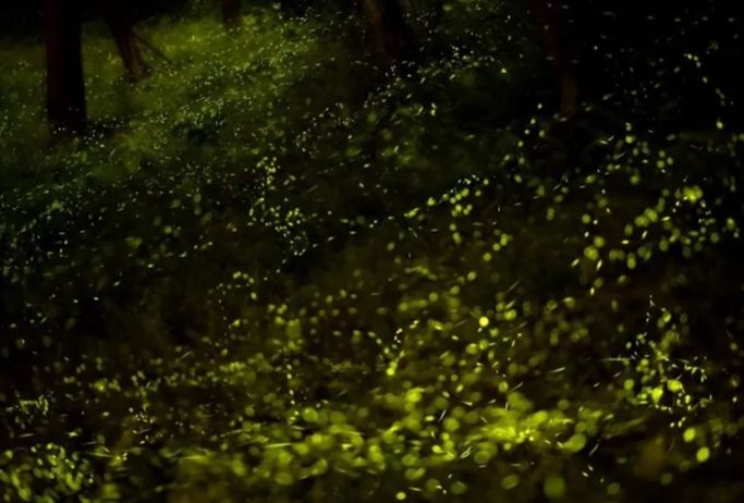 台灣賞螢地點 台灣賞螢地點