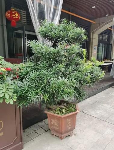 耐陰植物羅漢松