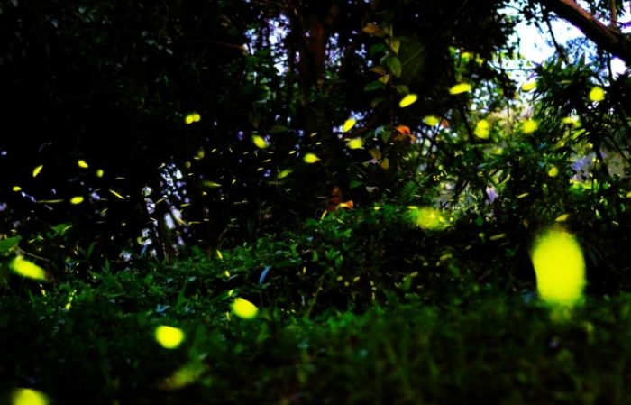 螢火蟲季節 螢火蟲季節