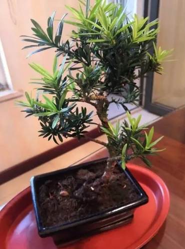 蘭嶼羅漢松照顧