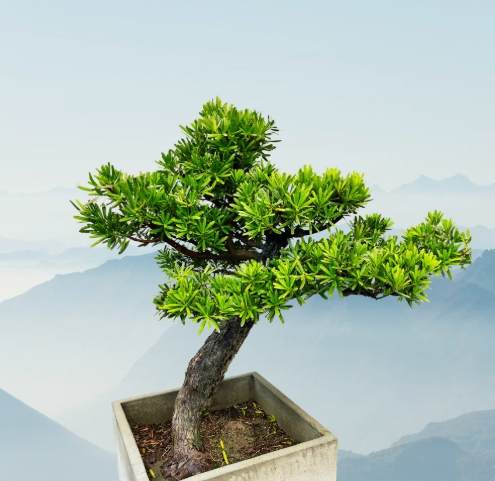 羅漢松養護方法