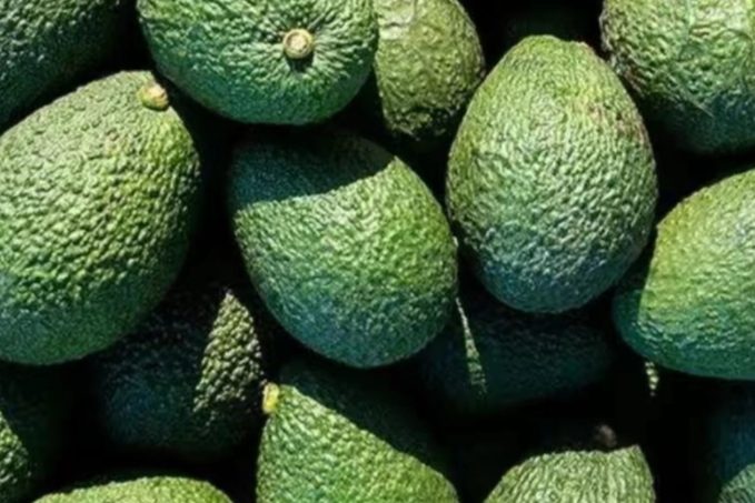 牛油果快速催熟