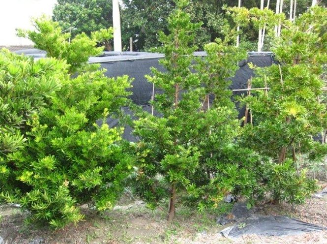 羅漢松修剪技巧