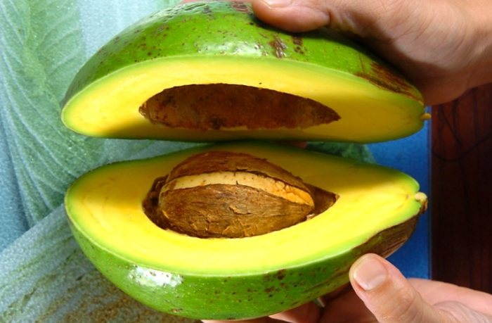 酪梨冷藏技巧 酪梨冷藏技巧