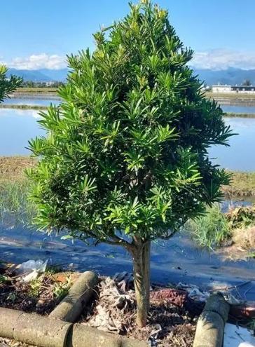 羅漢松木材用途