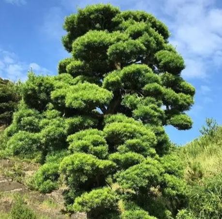 罗汉松肥料选择