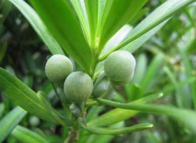 羅漢松果實用途