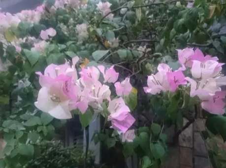 九重葛開花時間