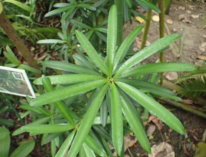 蘭嶼羅漢松種植