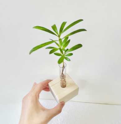 羅漢松種植耐陰