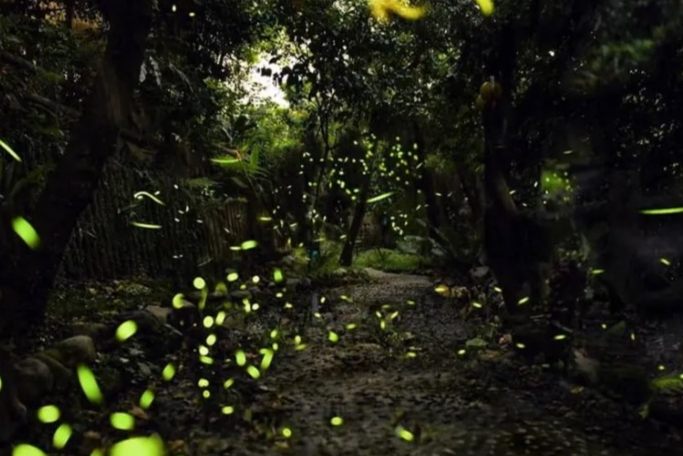 螢火蟲季節 螢火蟲季節