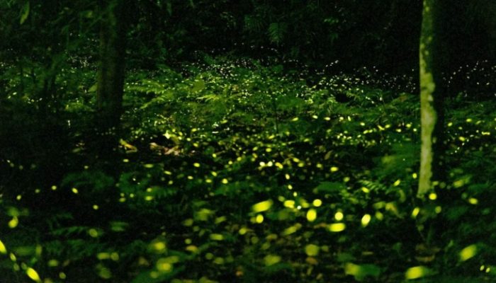 台北螢火蟲地點