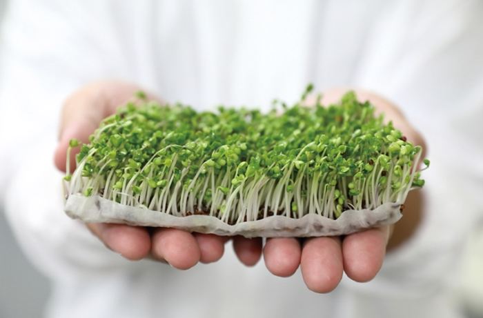 青花椰菜苗營養