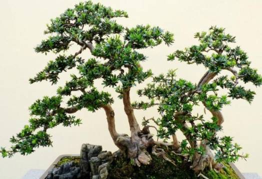 罗汉松养护技巧