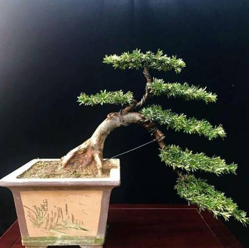 羅漢松樹幹養護