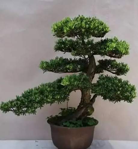 大葉羅漢松 小葉羅漢松