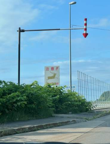 北海道夏天自駕 北海道夏天自駕