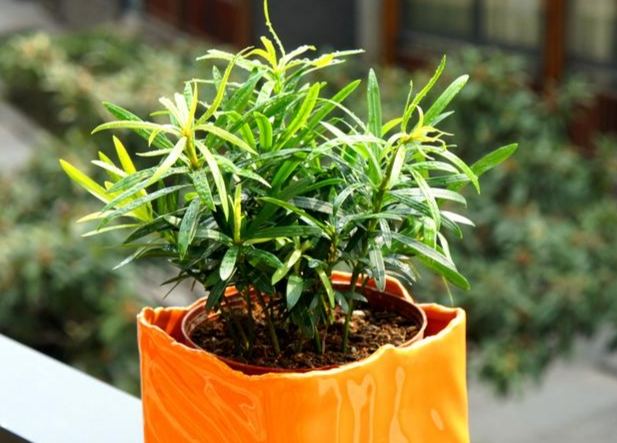 台灣羅漢松栽培