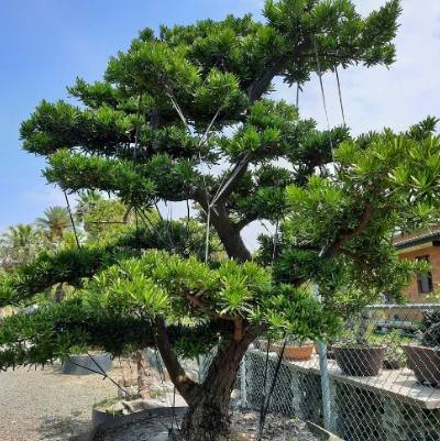 耐陰植物羅漢松