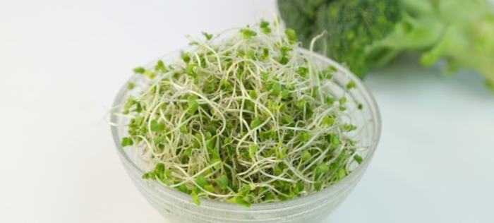 青花椰菜苗種植