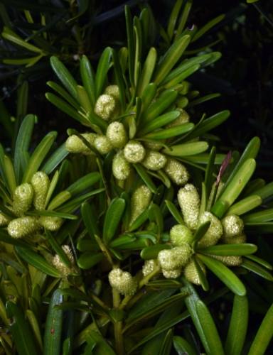 羅漢松養護方法