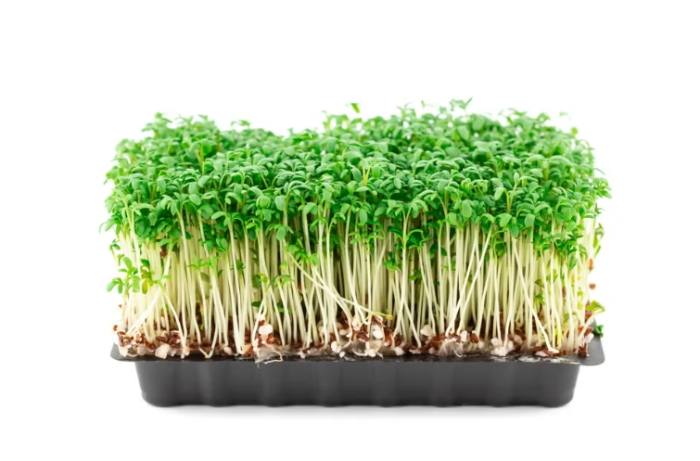 青花椰菜苗種植