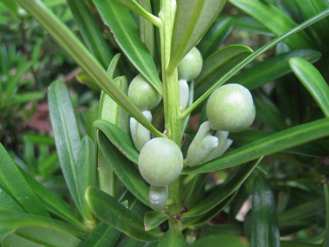 蘭嶼羅漢松種植