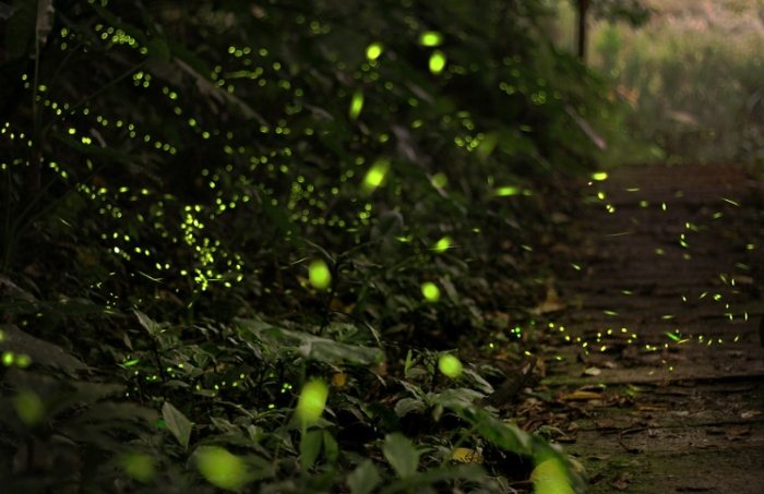 螢火蟲季節台北