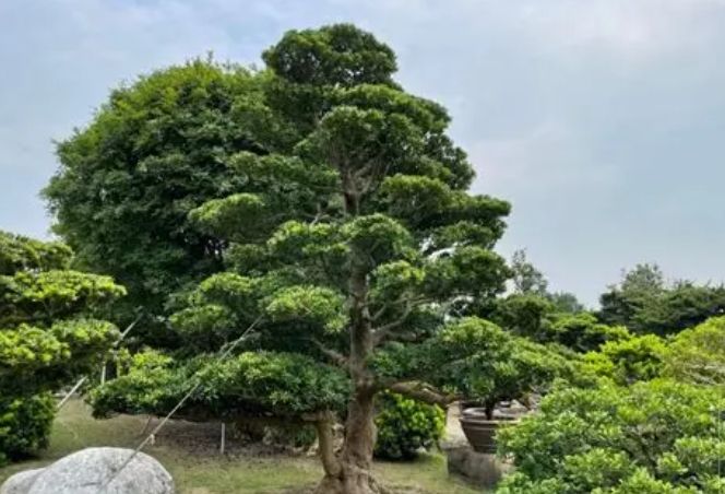 羅漢松樹幹養護