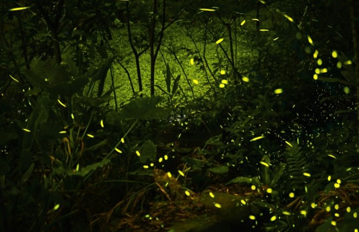 螢火蟲季節 螢火蟲季節